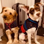 Rags&Teddy🐶 - @ragsandteddybondxo - Instagram