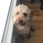 Teddy Bond - @sillyoldted - Instagram