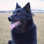 Teddy Bond od Vltavské stráně - @teddy_the_bohemian_shepherd - Instagram