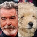 Teddy for Bond - @lookielikiepets - Instagram