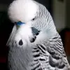 TeddyBond (talking budgie) - @teddybond00budgie - TikTok