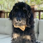 Theodore “Teddy” Booker 🐾 - @tb_doodle_112 - Instagram