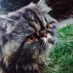 Boo The Fluffy Teddy Bear - @boo_the_teddy_bear - Instagram