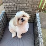 Teddy Boo - @teddy_boo_theshihtzu - Instagram