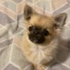 teddy boo 💗 - @teddyboothepuppy - TikTok