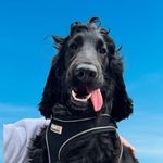 TEDDY🐾 - @teddyboothecocker - Instagram