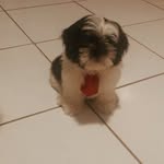 Teddy Borges - @teddyborges.shihtzu - Instagram