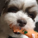 Teddy - @dog.teddyborges - Instagram