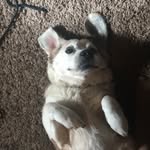 Teddy - @teddy_gram_the_borgi - Instagram