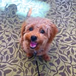 @teddybearbostick - Instagram
