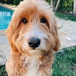 Teddy Bowman - @teddy.bowman - Instagram