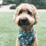 Teddy Boyd - @a_dood_named_ted - Instagram