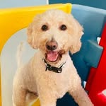 Teddy Boyd - @teddyboyd_the_cavoodle - Instagram