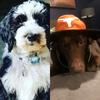 teddy and brady - @bradyandteddy - TikTok