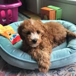 Teddy Brady - @teddybrady8 - Instagram