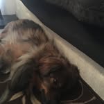 Teddy Brandon - @_dogs.life.as.teddy_ - Instagram