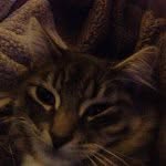 Teddy Bray - @teddysams_cat - Instagram