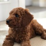 Teddy Brewer - @teddysadventures1 - Instagram