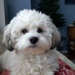 Teddy - @teddybrewer17 - Instagram