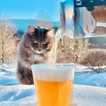 Teddy - @teddythebrewerycat - Instagram