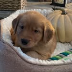 Teddy Gregory - @teddyb_rocks - Instagram
