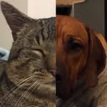 🐱𝚝𝚎𝚍𝚍𝚢 + 𝚋𝚛𝚞𝚌𝚎🐶 - @teddy_and_bruce - Instagram
