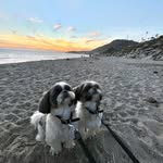 Teddy & Bruce - @teddyandbrucey - Instagram
