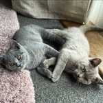 Teddy & Bruce 🤍 - @teddyandbruce_bsh - Instagram