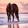 Teddy and Bruce - @user87702271 - TikTok