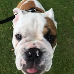 Teddy Bruce - @bigteddybruce - Instagram
