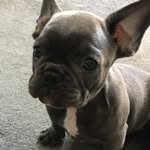Teddy Bruce - @sirteddyofctown - Instagram
