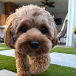 Teddy Bruce Fernandez - @teddybruce_ter - Instagram