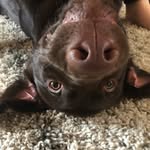 Rosie and Teddy Bryant - @rosieandteddyadventure - Instagram