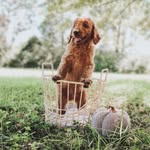 Teddy Bear Bryant 🐶 - @my_doodteddy - Instagram