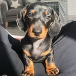 Teddy Burns 🧸 - @teds_tails_ - Instagram