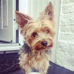 Teddy Burns 🐶 - @little_ted_yorkie - Instagram