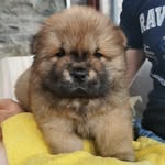 Mr Teddy Burr - @teddy_burr_chow - Instagram