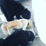 @billy_teddy_burtie - Instagram