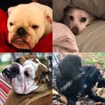 Burt &Teddy, Luna & Lola - @doglife_burt_teddy_lola_luna - Instagram