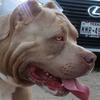 Eddy Campos - @texasholdembullies - TikTok