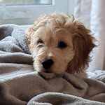 @cockapooteddycanada - Instagram
