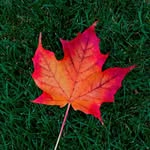 Teddy Canada - @teddy_canada_camp - Instagram