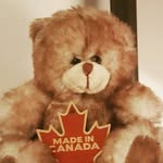 Teddy in Canada - @teddy_on_ice - Instagram