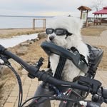 Teddy - @teddy.canada - Instagram