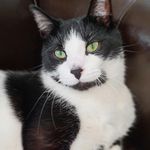 Eddy Cannon - @eddymeows - Instagram