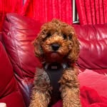 Teddy - @teddy.carney - Instagram