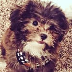 Casey - @crazycaseyteddybear - Instagram