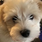 Teddy Casey - @cotoncalledteddy - Instagram