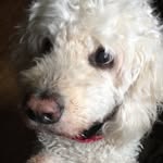 Teddy - @teddy_bear_casey - Instagram