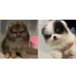 Teddy - @teddy_casey_pom - Instagram